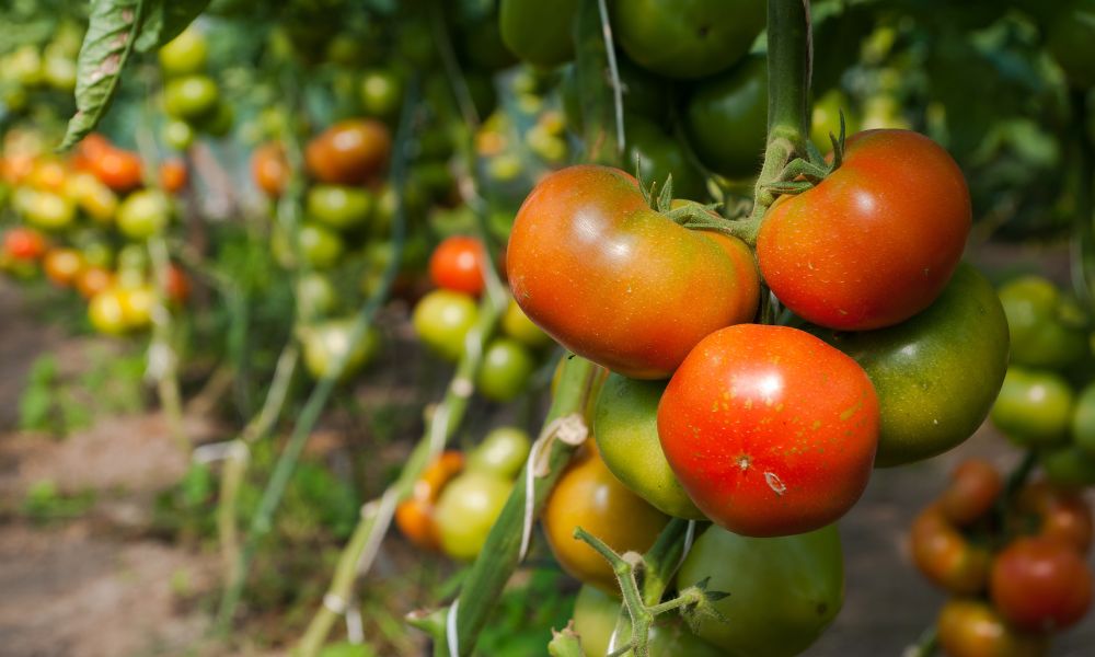 fresh tomatoes on an organic farm in mykonos