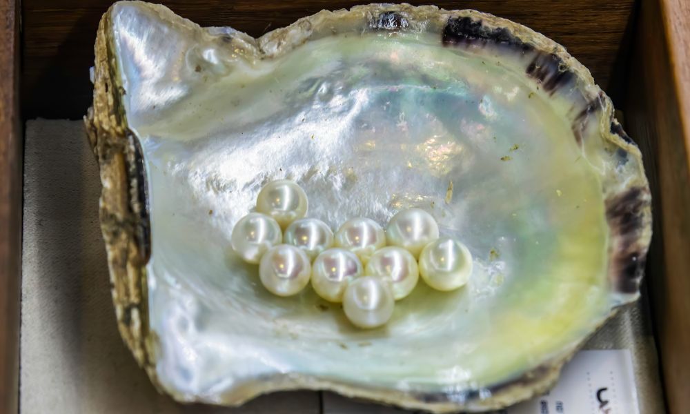 oyster shell with pearls