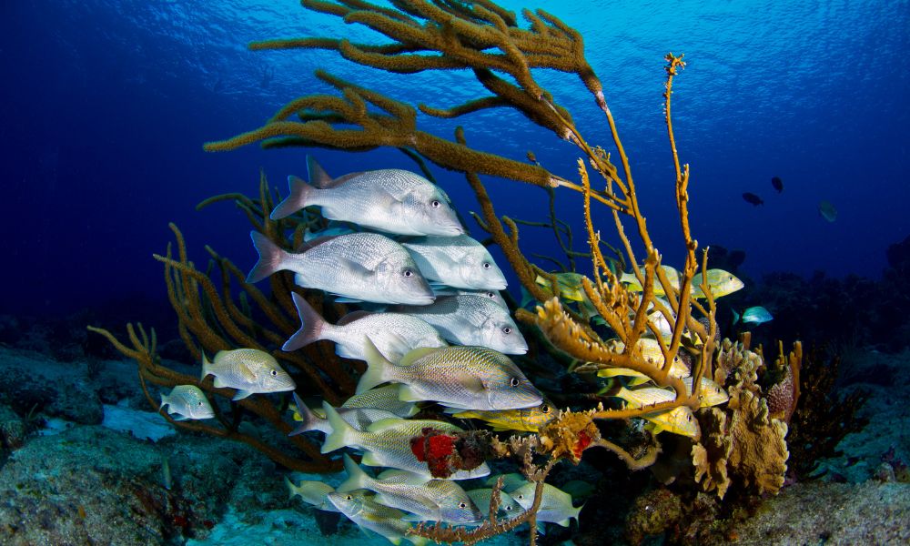 snorkeling in cozumel fish and coral