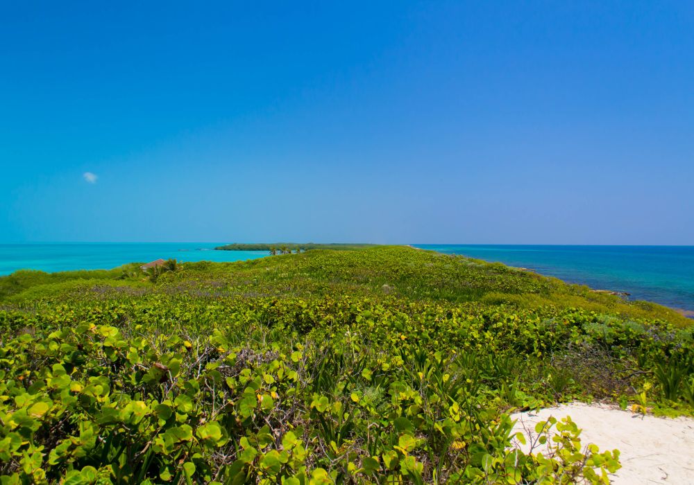 isla contoy in mexico with blue sea and green foliage