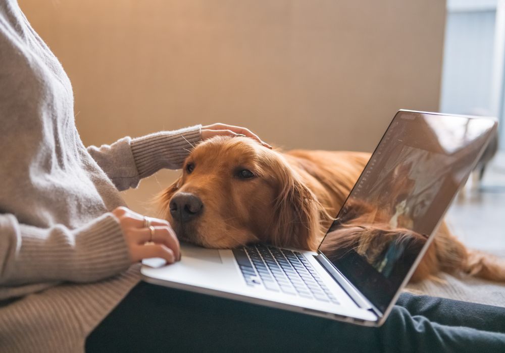 The golden retriever dog works with the pet sitter.