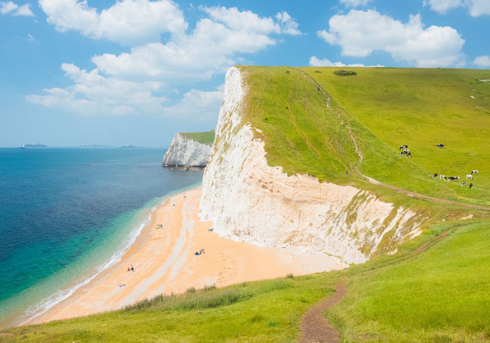 jurassic coast in england with sheer cliff and beach below and cows on the hill