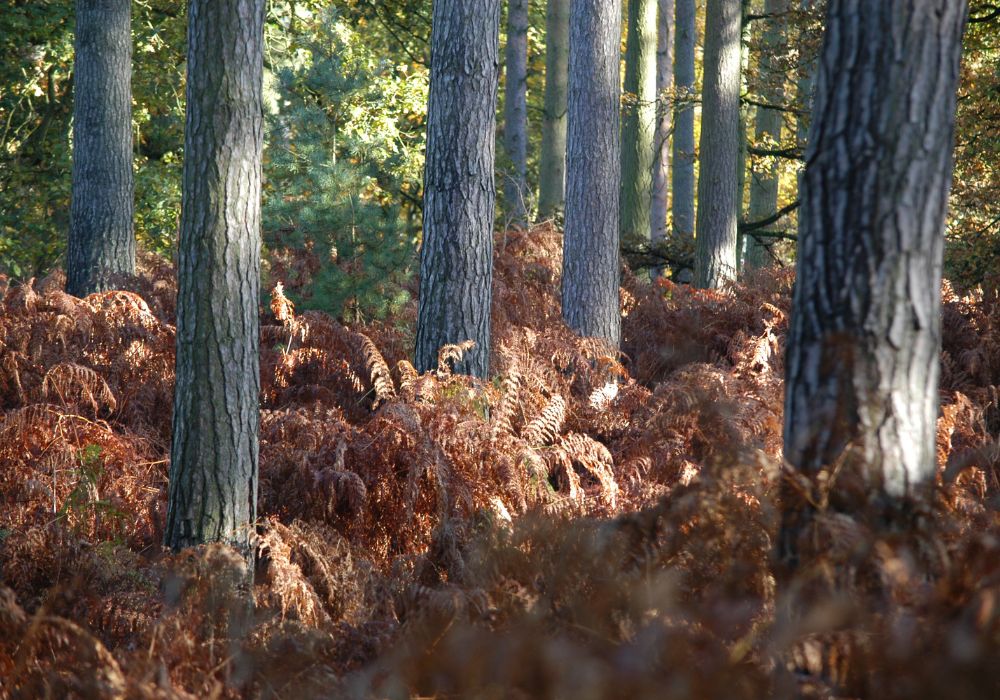 thetford forest in england with trees and bushes