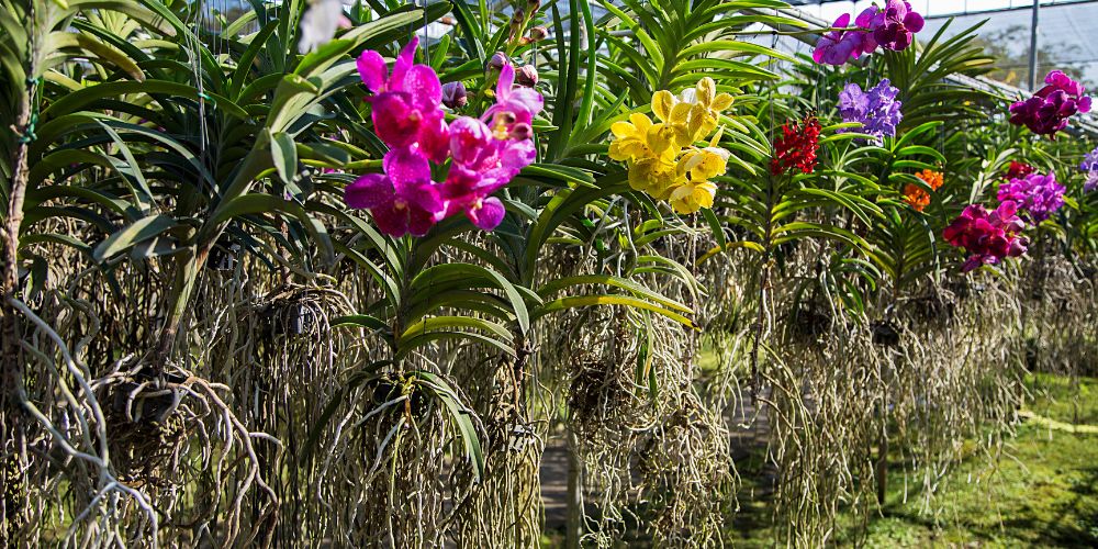 Colorful flowers in bloom at the Bai Orchid and Butterfly Farm, Chiang Mai