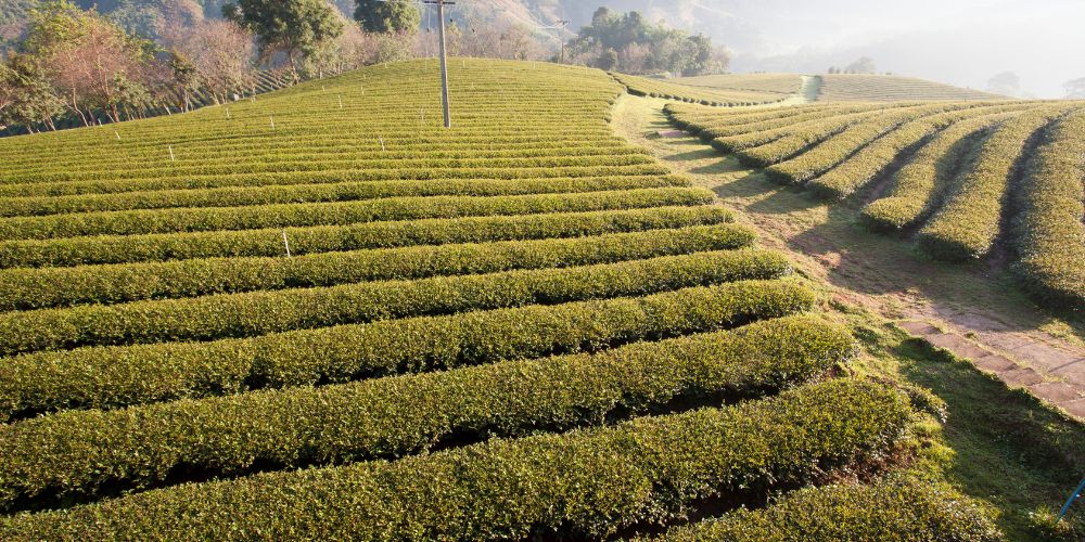 Tea estate in Limuru near Nairobi, Kenya