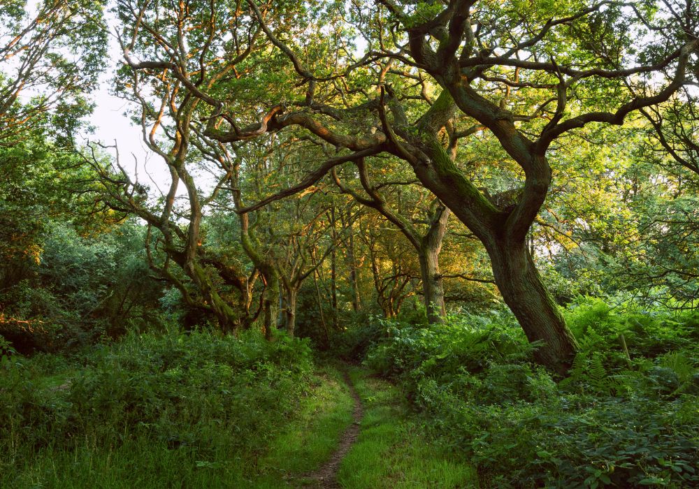 Trees in forest Shotover Country Park in Oxford