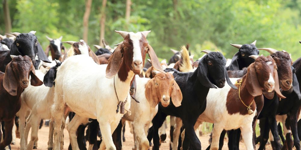 A cheerful group of domesticated goats