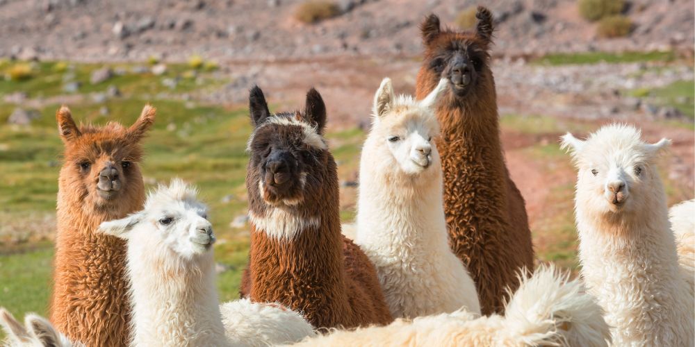 A group of friendly llamas