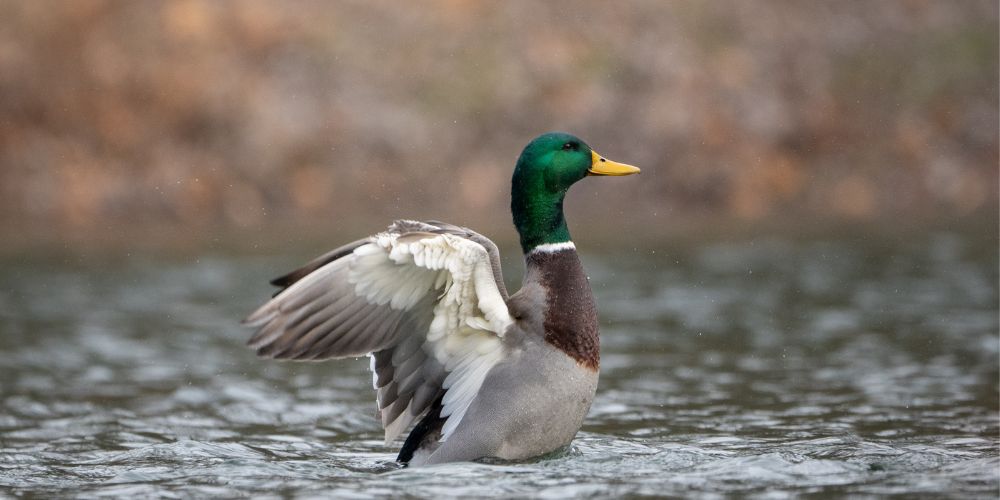 A mallard duck at the Audubon Center in Billings, MT