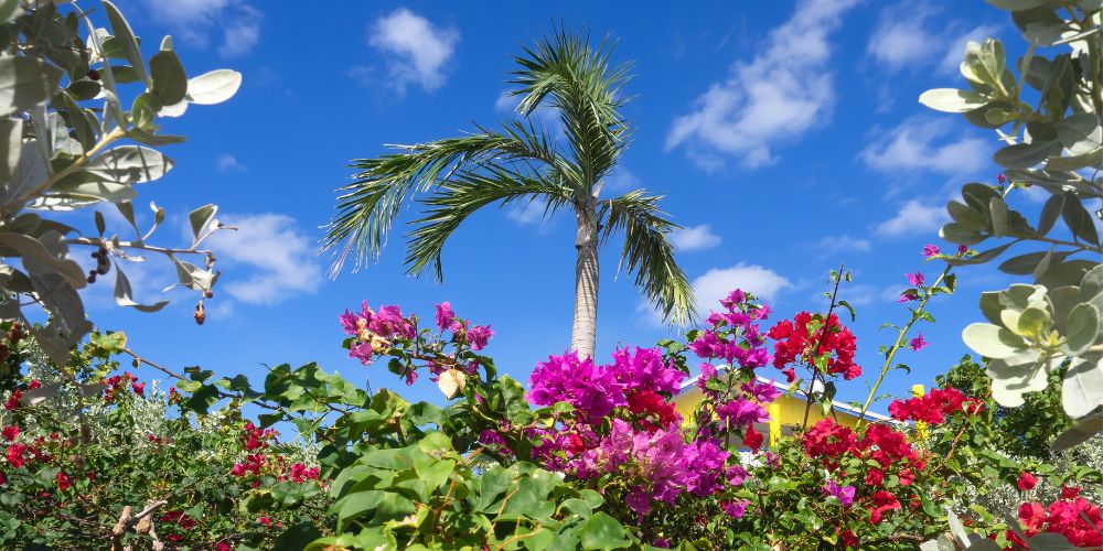 Botanical garden in Barbados