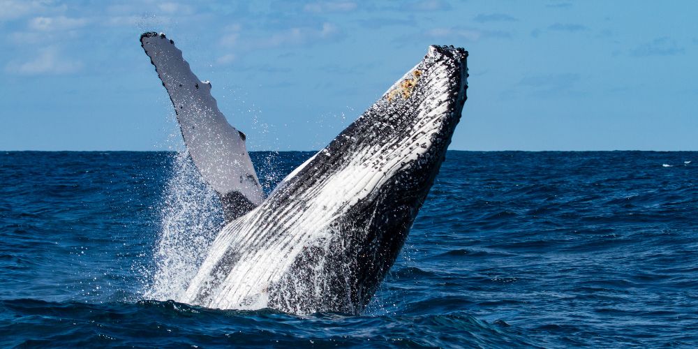 Humpback whale in Zihuatanejo