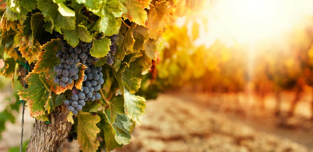 sonoita vineyards in arizona