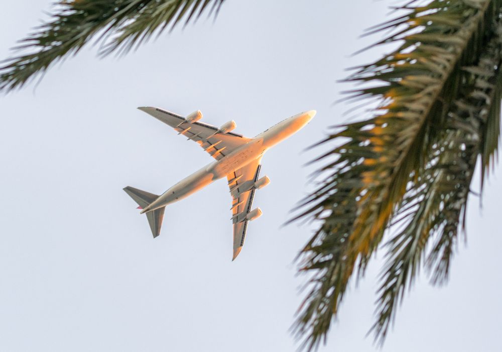 airplane flying above a palm leaf