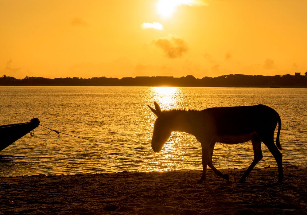 donkey walking the beach at sunset