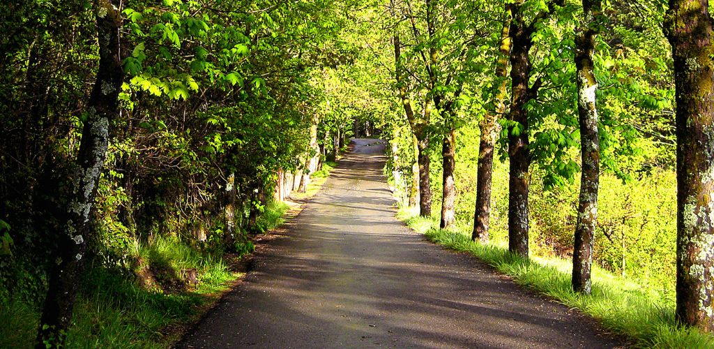 A bicycle trail in the park
