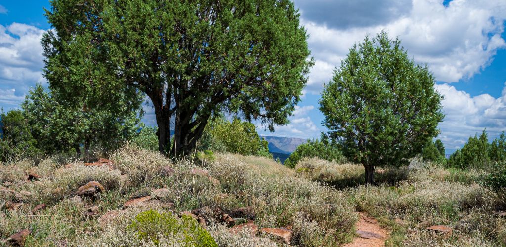 A trail leads the way at the Shoofly Village Archaeological Ruins in Payson