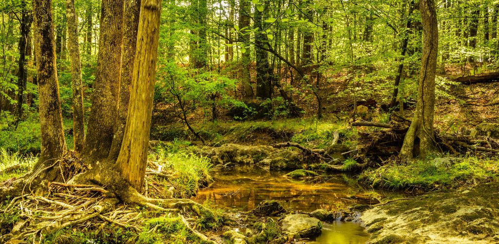 Woodland at Eno River State Park in Durham