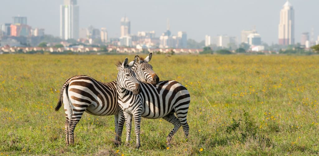 2 Zebras in Nairobi National Park
