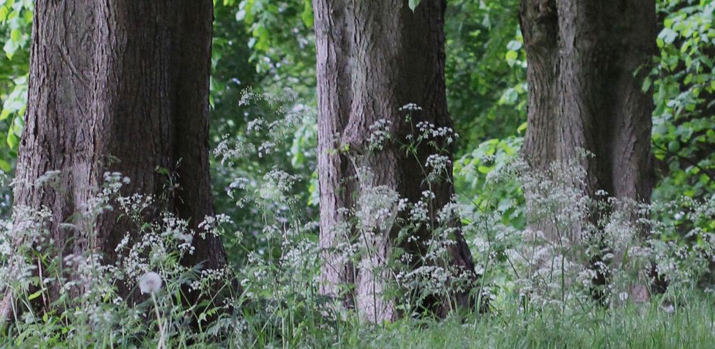 hemlock trees in durham