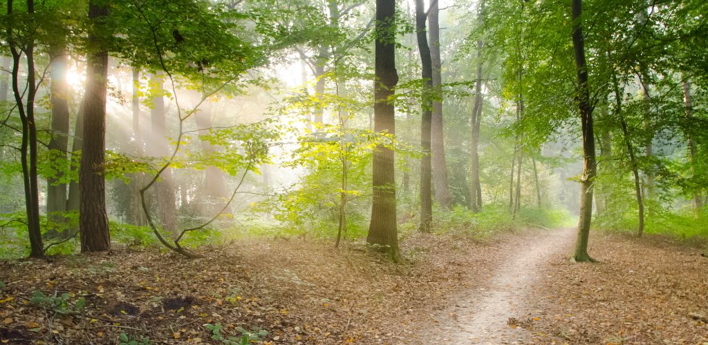 a photo of a trail in a forest