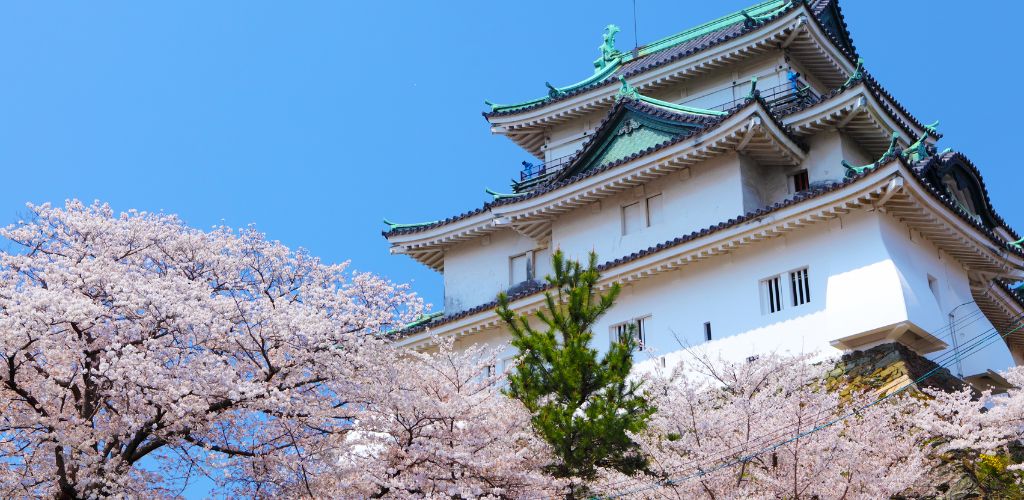 wakayama japan cherry blossom