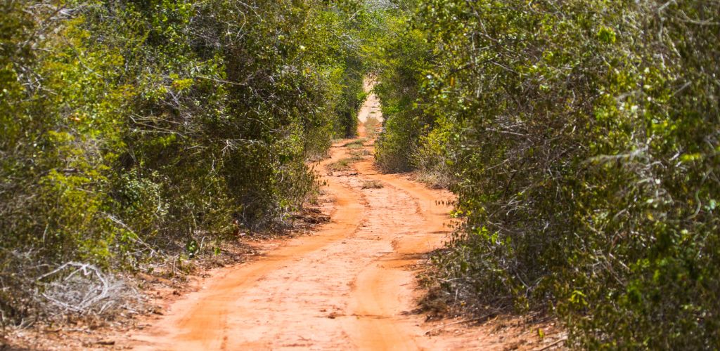 Arabuko Sokoke trail