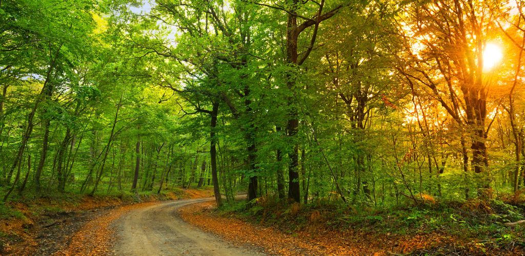 Belgrad forests at sunset in Istanbul, turkey.