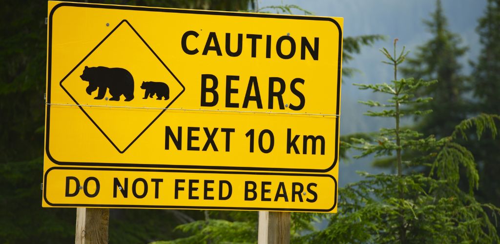 A bear warning 
