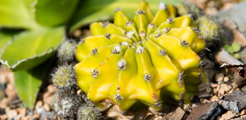 Cactus found inside Harry P Leu Gardens