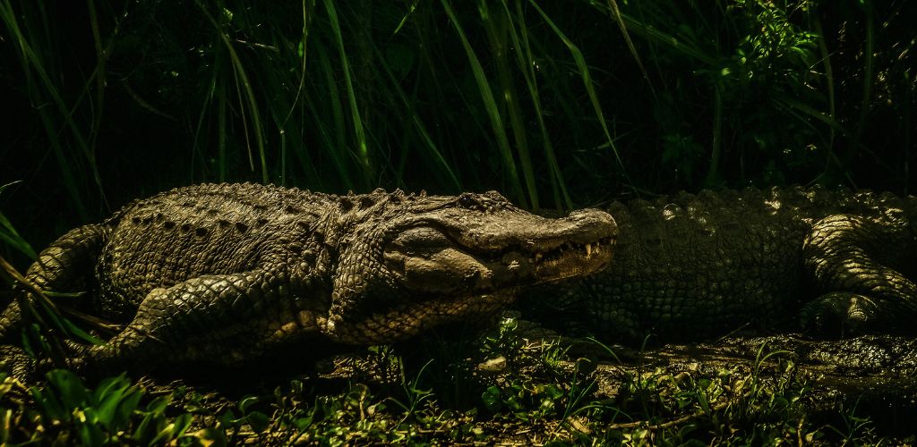 Black Crocodile on Green Grass