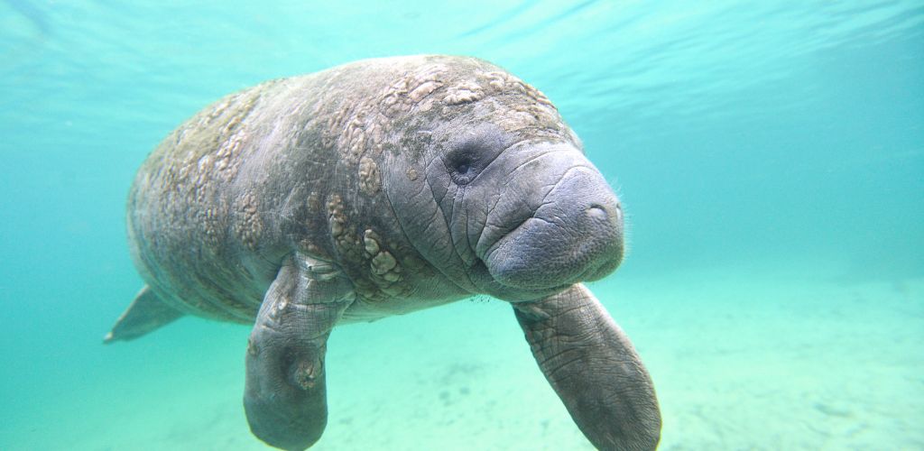 A Manatee swimming underwater.