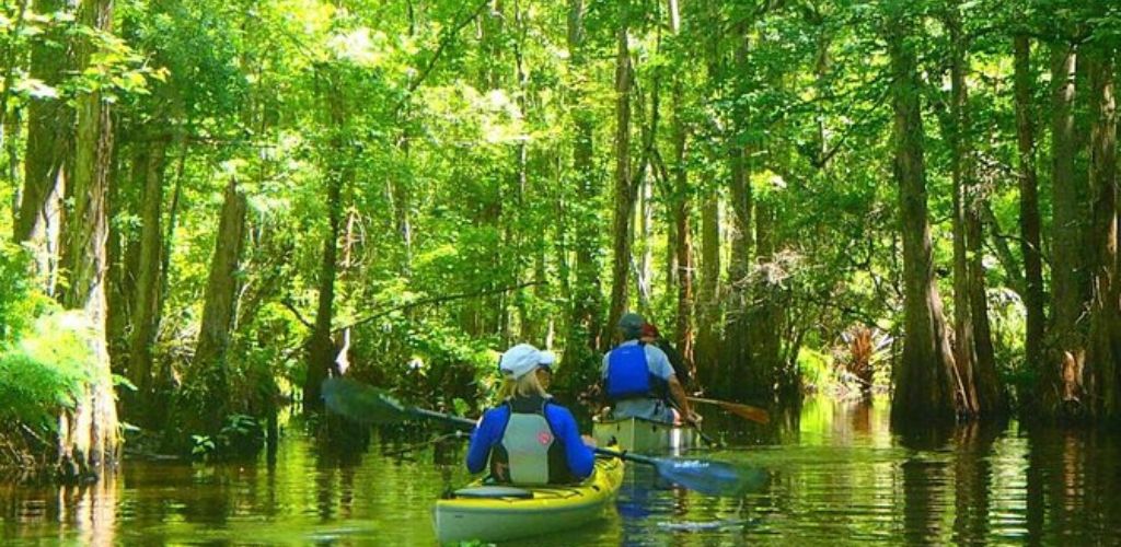 Two tourists kayaking at Cypress Forest.