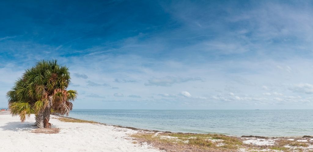 Palm tree on the white sandy beach surrounding Tampa Bay.