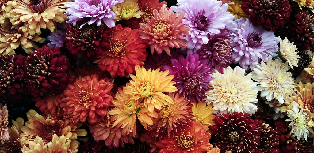 Flowers of april