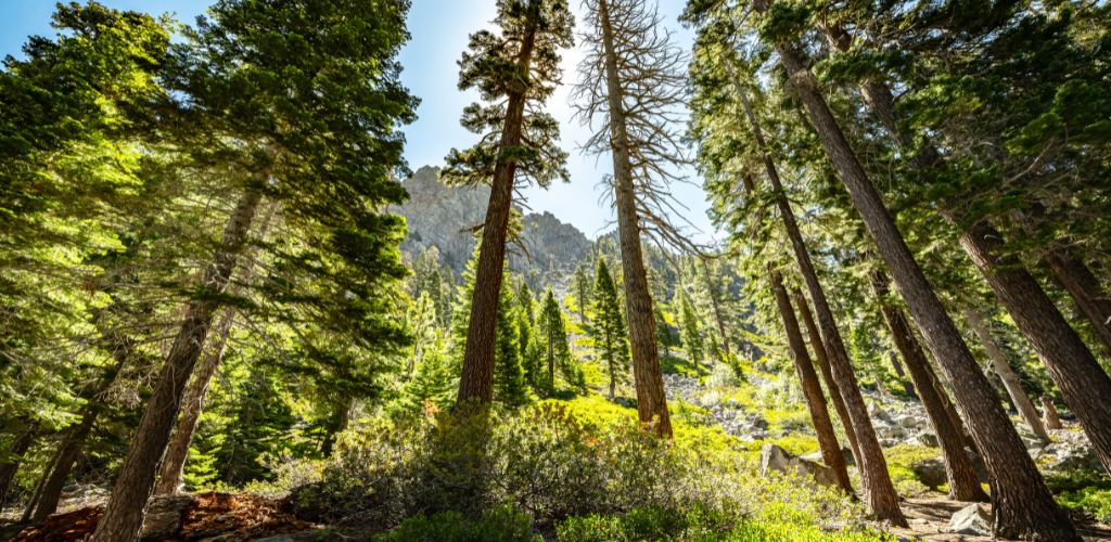 High Trees on a trail