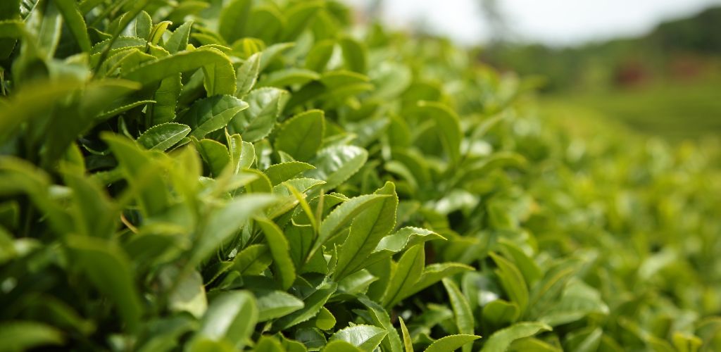 Fresh leaf of a tea