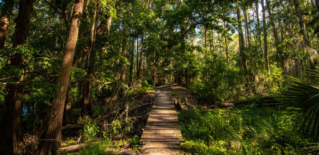 Hiking and exploring a beautiful cypress forest at Shingle Creek in Kissimmee just south of Orlando, Florida.