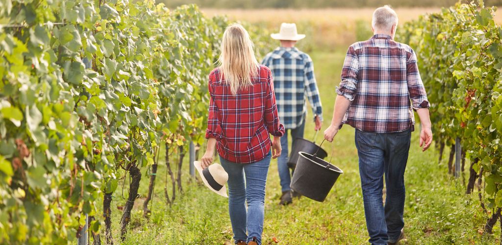 A two man and one woman walking at the grape filed  holding a black bucket. 