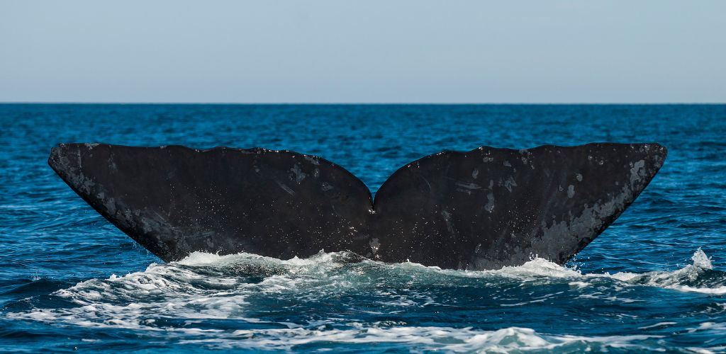 On the blue sea there's a big tale of  Right Whale