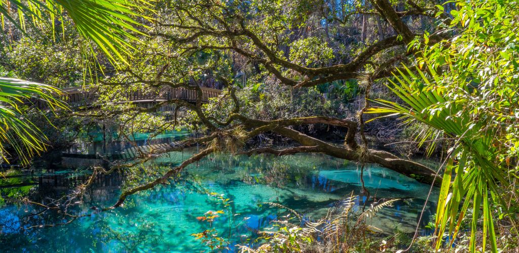 Beautiful clear spring with overhanging trees and a bridge.