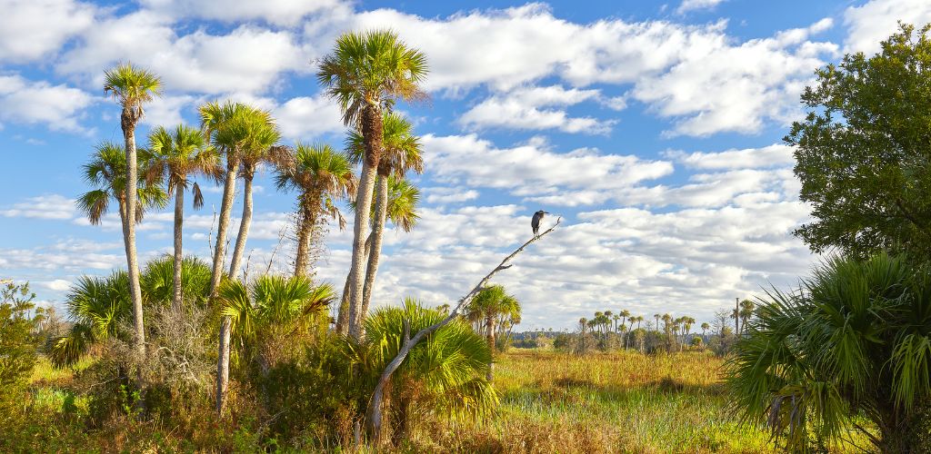 A tree with a bird resting on a limb, a cloudy sky, and a mix of green and dry plants in the field. 
