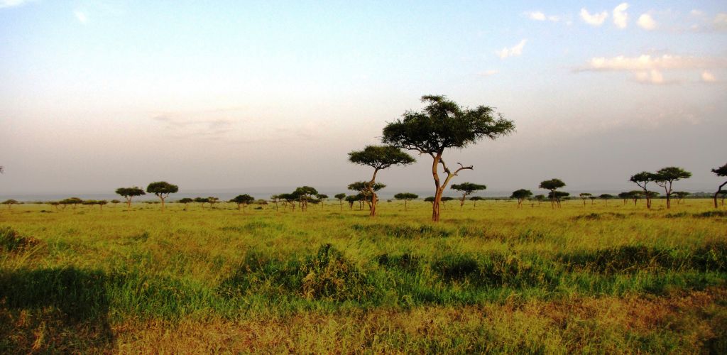 A wide untried field with scattered trees 