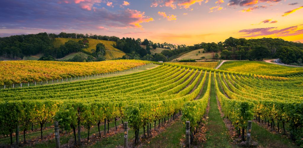 Beautiful Vineyard under the sunset.