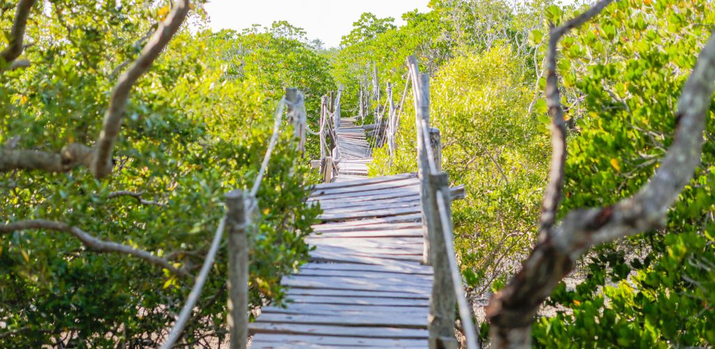 The shaky bridge of Mida Creek