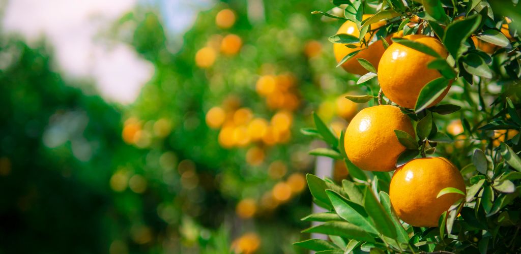 Background orange farm ready to harvest. 