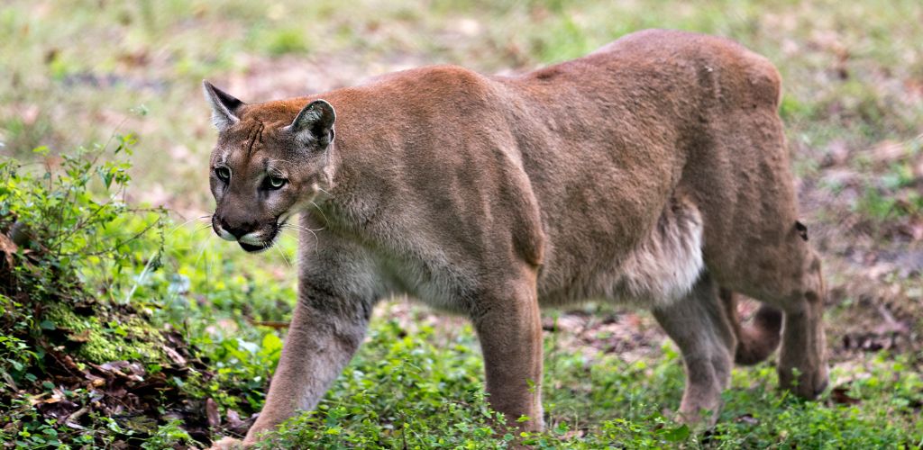 Florida Panther walking in the field enjoying it's environment and surrounding while exposing it's body, head, ears, eyes, nose, paws and tail. 