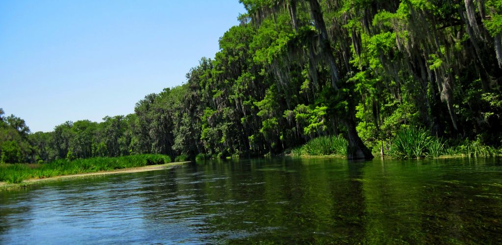 A lovely river with green trees and plants growing along its banks. 
