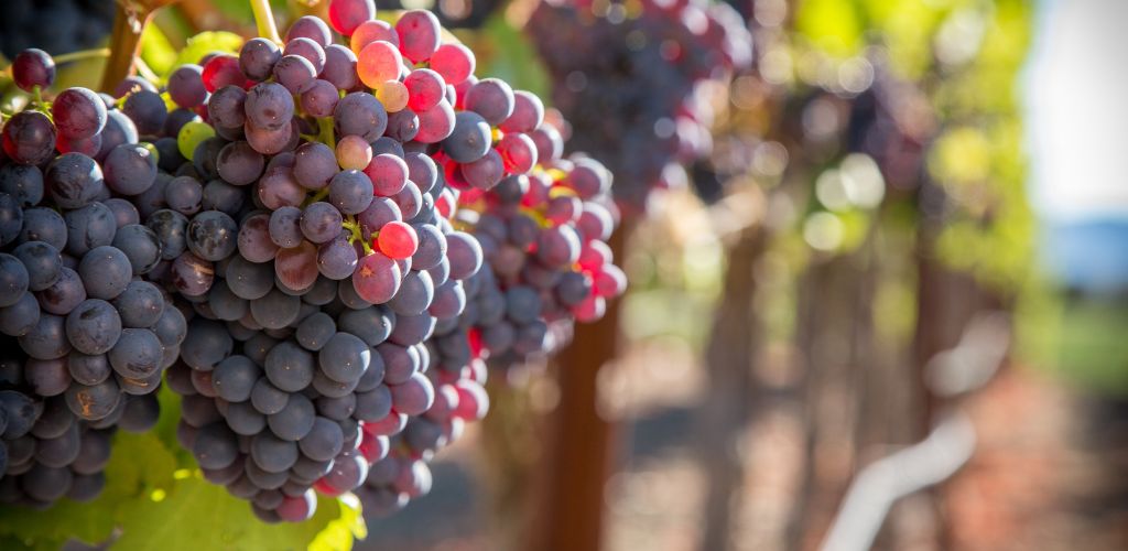 Grenache wine grapes ripen in a vineyard as they near harvest. 