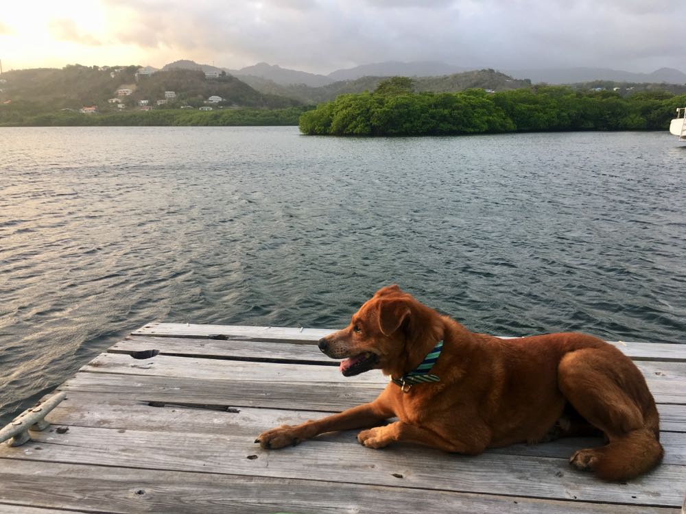 pet sitting a dog in the caribbean 