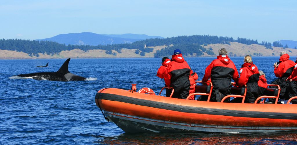 Tourists watching killer whales from a zodiac boat. 